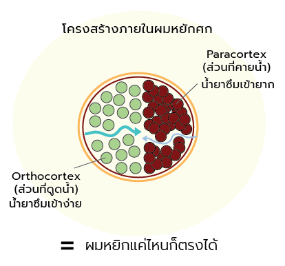 ผมหยิกแค่ไหนก็ตรงได้