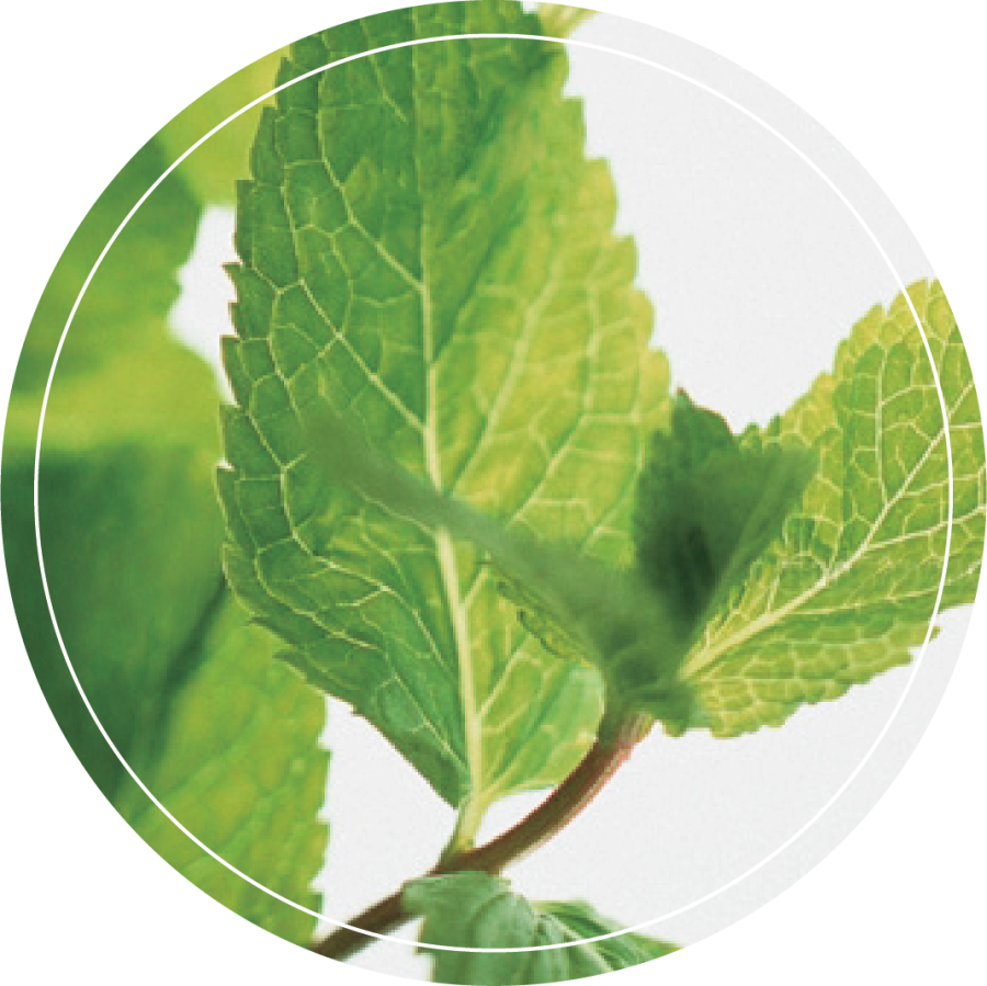Peppermint