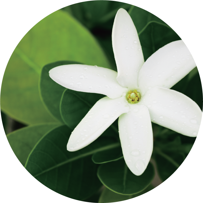 Tahiti Oil
